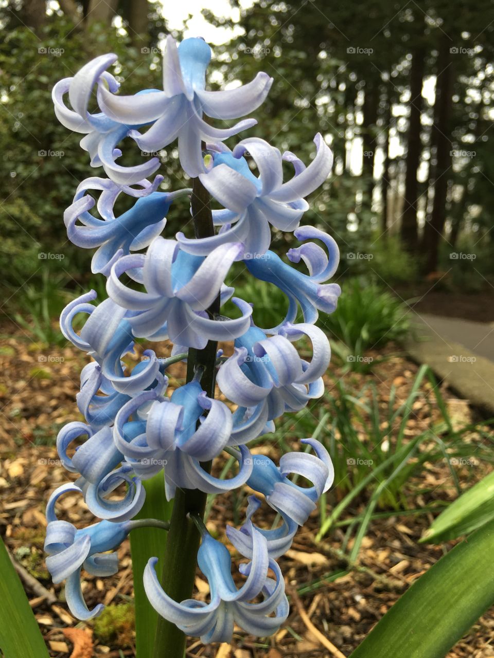 Hyacinth flower blooming at outdoors