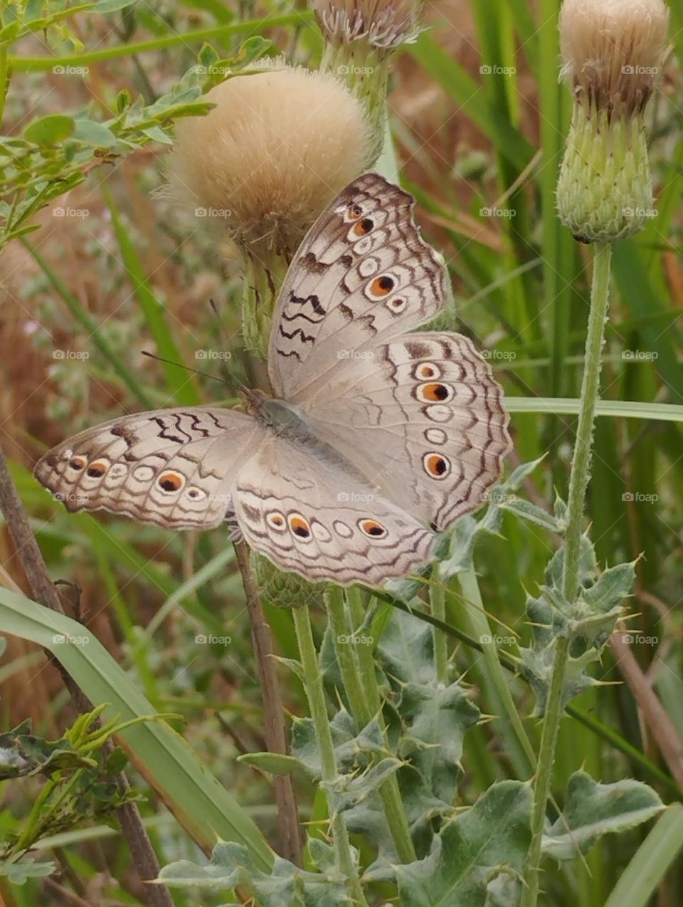 butterfly in the garden