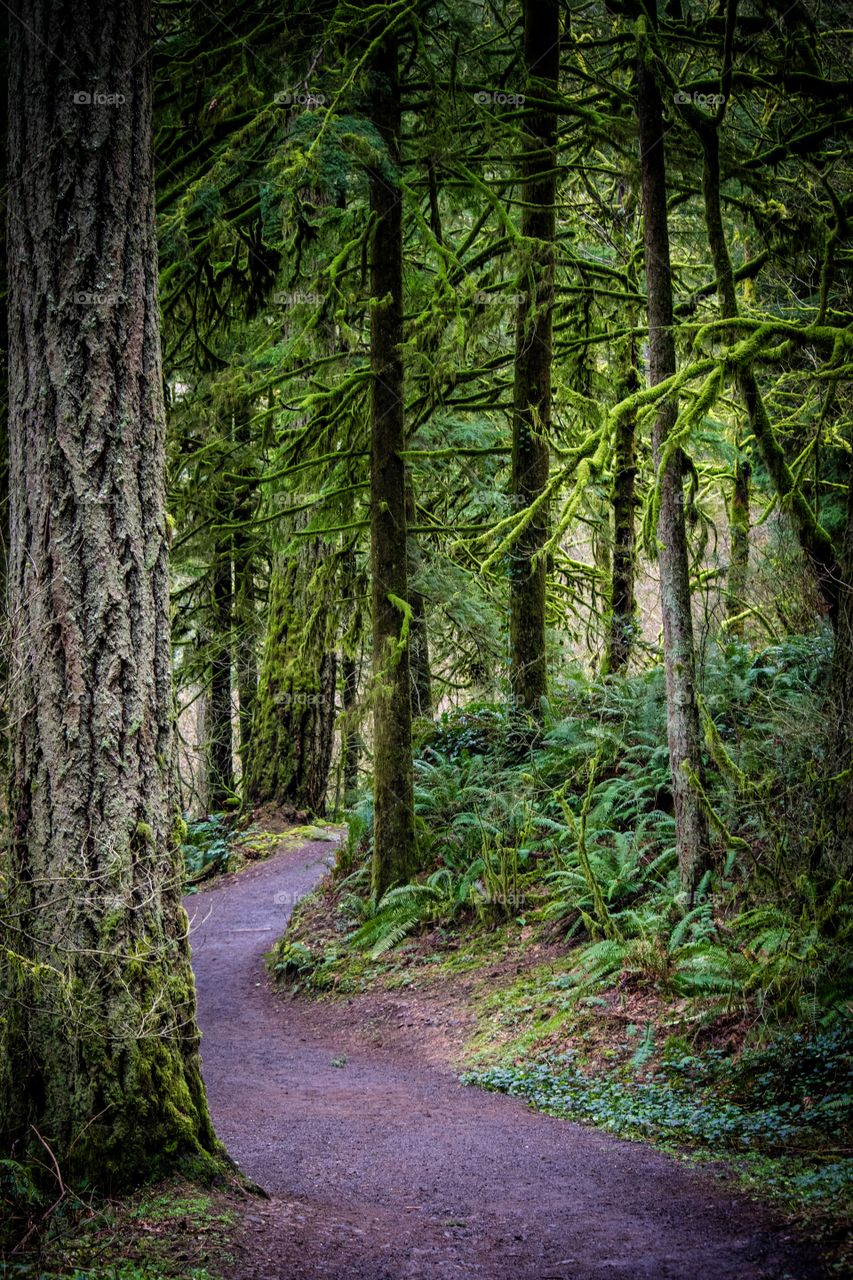 Trees in forest