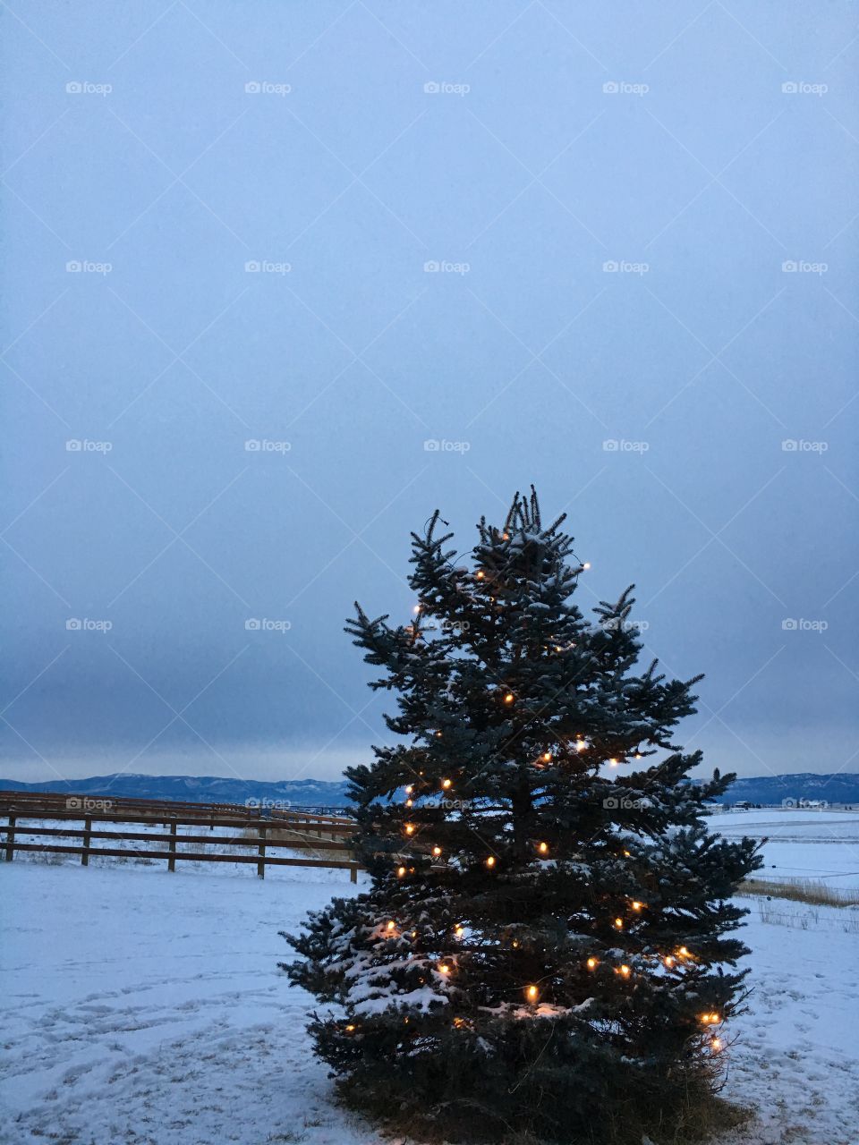 Outdoor Christmas tree.