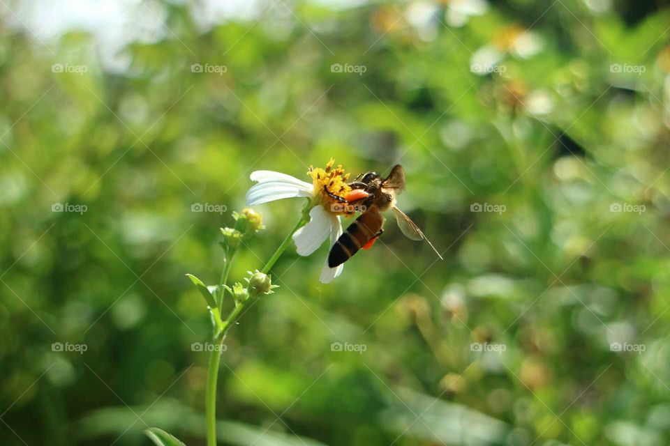 Bee