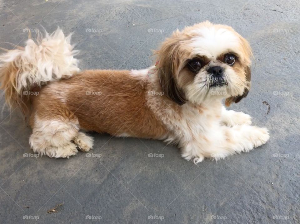 Nossa cachorrinha Pepita em momento fofurice. 