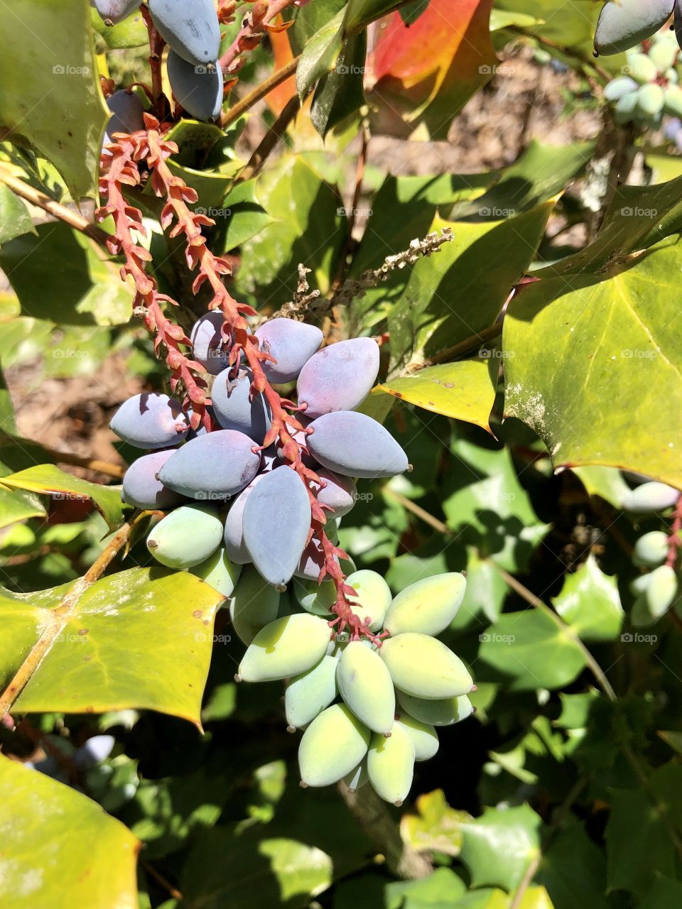 Ripening mahonia berries 