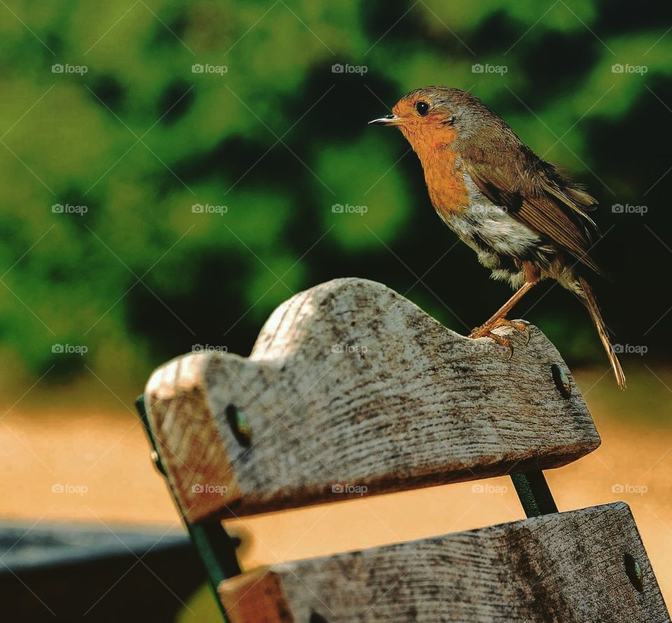 robin on a bench