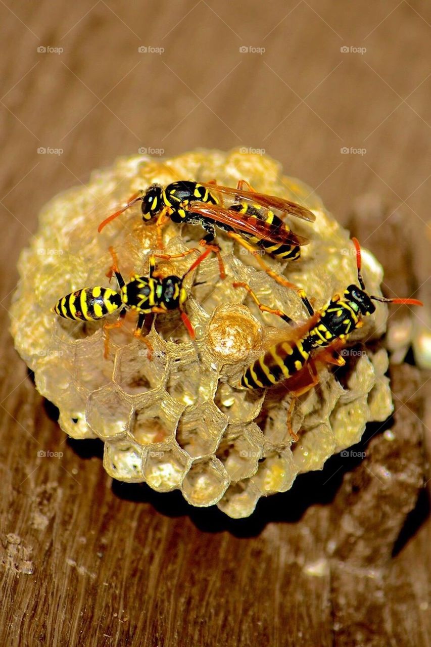 Wasp nest