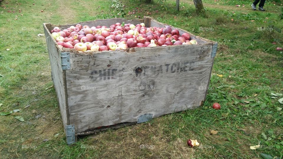 Apples box