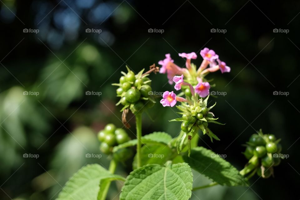 Flowers in the garden 