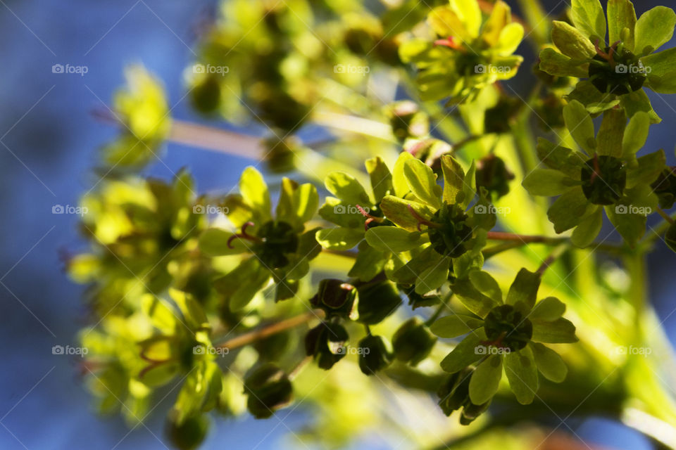 Beautiful nature details