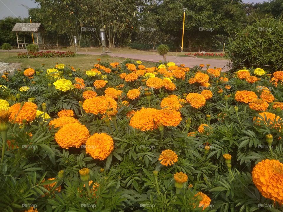 Marigold flower garden