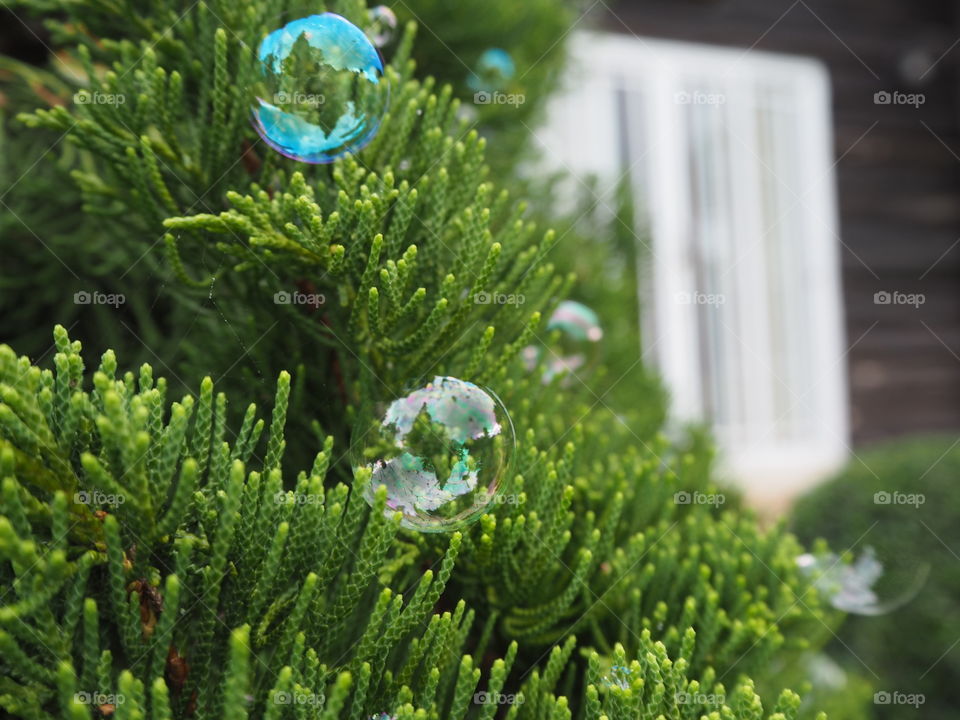 Tree, Evergreen, Christmas, Decoration, Ball
