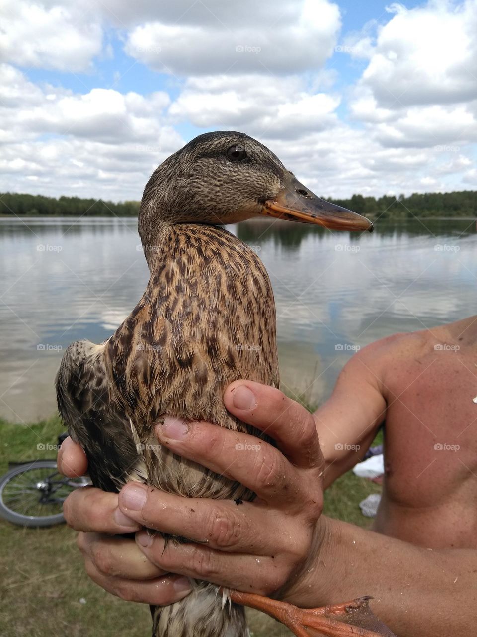 duck 🦆 in the hands mobile photography