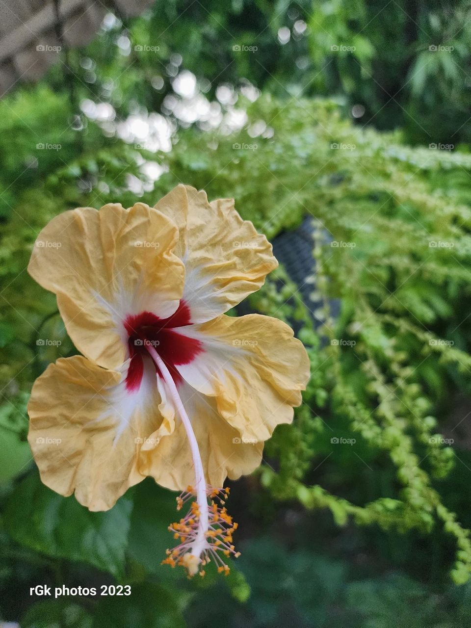 exotic island hibiscus