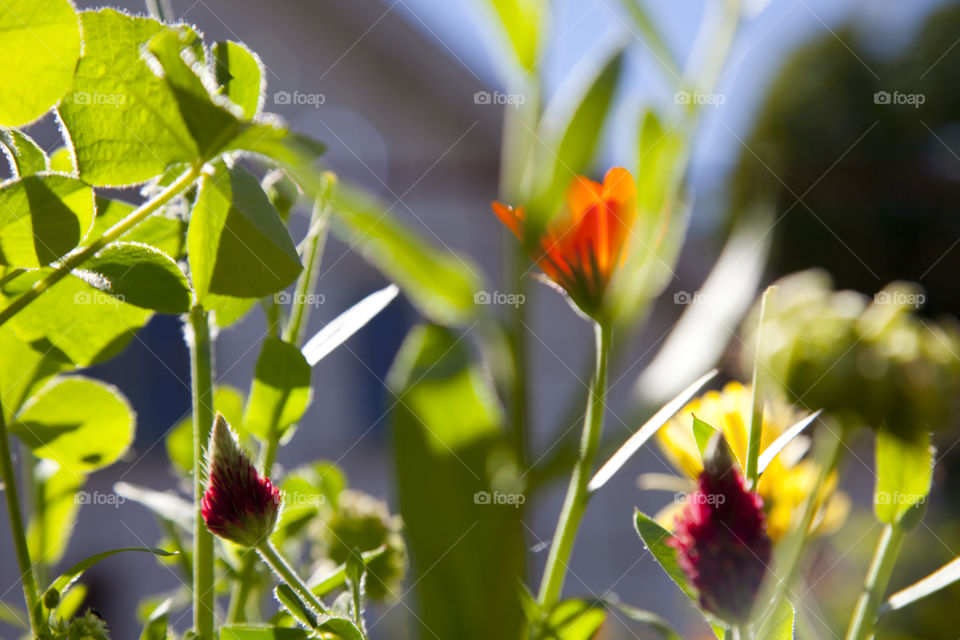 Close-up of flowering plant