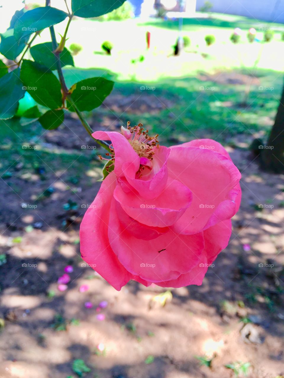 Olha só que beleza a cor dessa roseira. As pétalas vibrantes fazem com que a beleza seja indiscutível. 