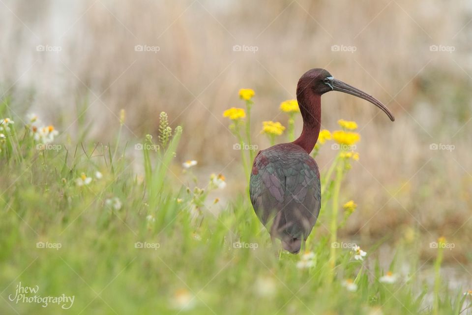 Glossy ibis amongst wildflowers