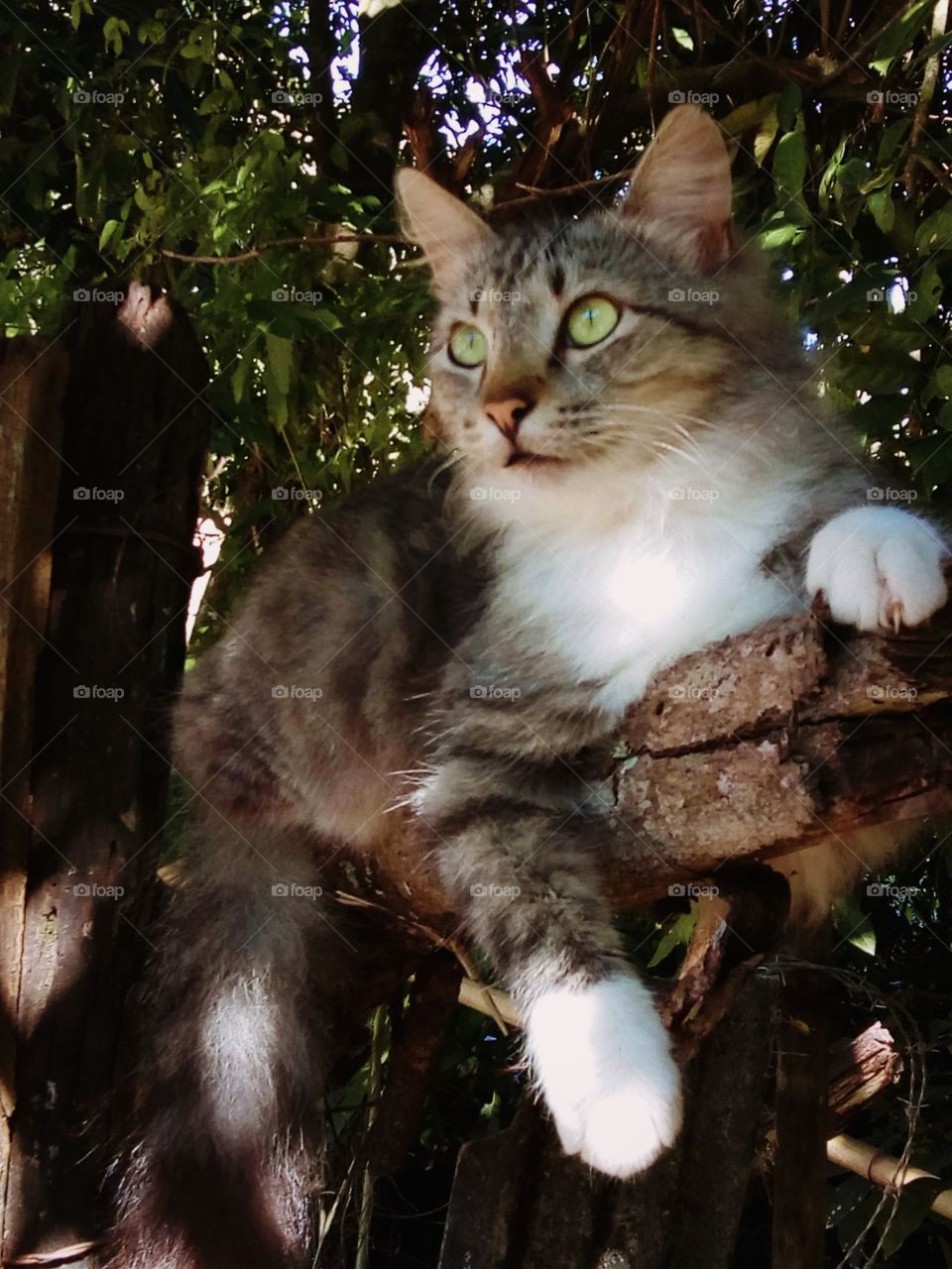 Tom is a beautiful, cheerful, fun cat who loves to stand on a tree trunk looking at the landscape and the birds. This is his favorite hobby, he has fun watching the birds.