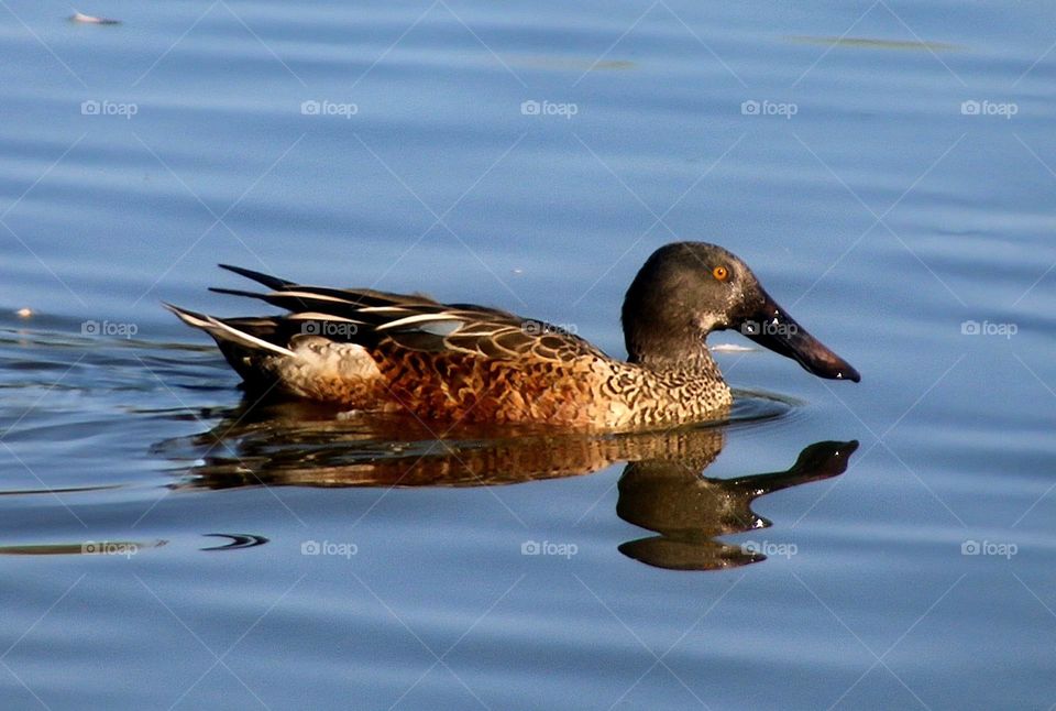 Shoveler Duck on the Lake
