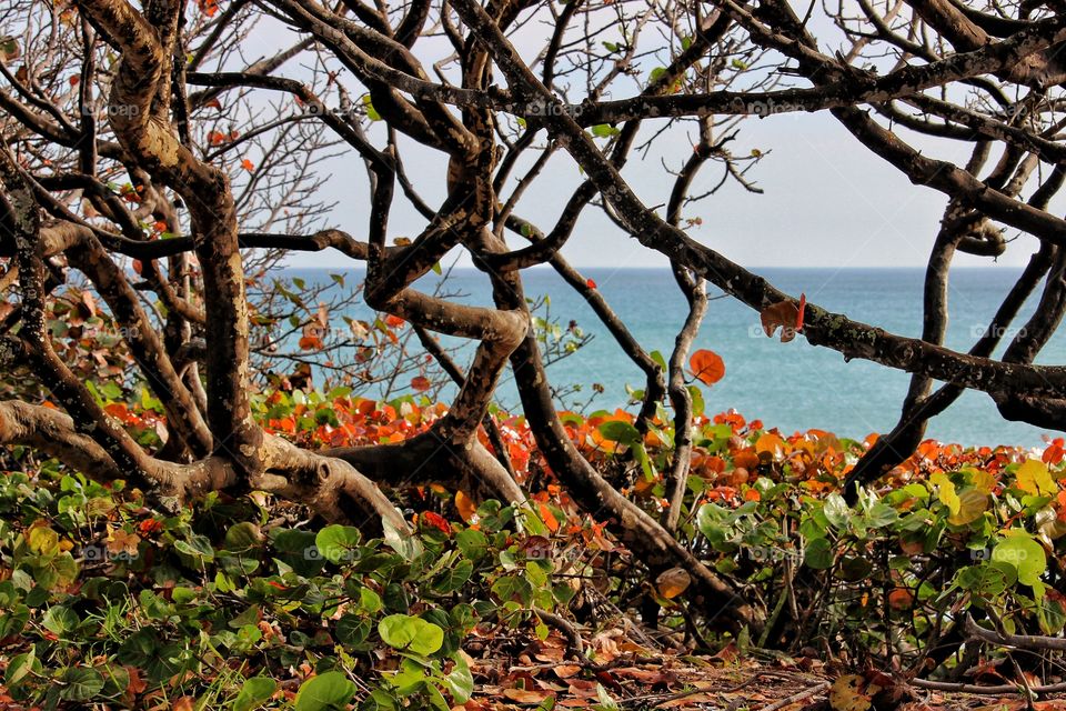 Sea grapes