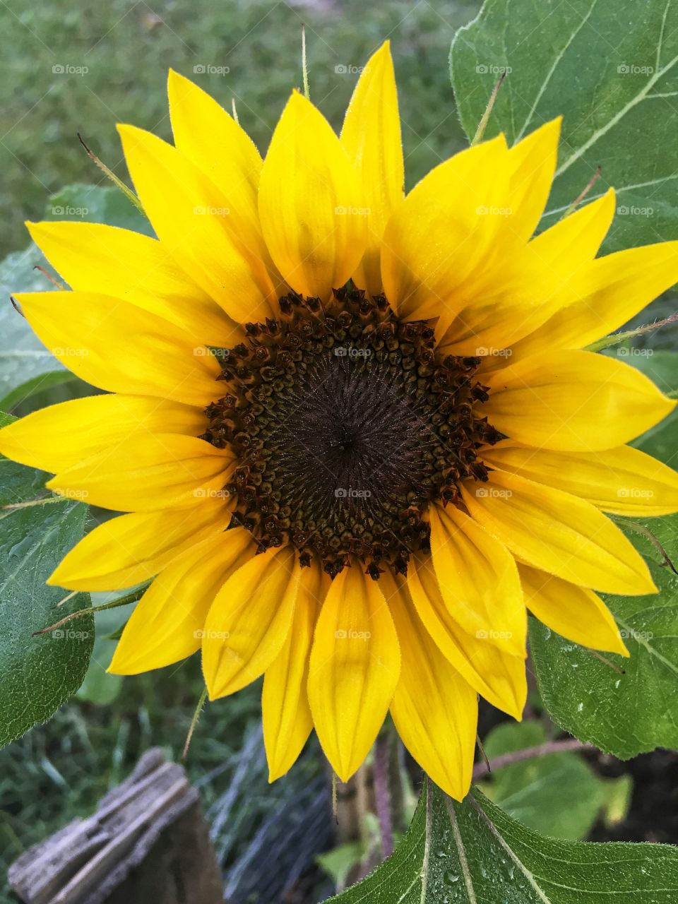 Perfect sunflower in bloom on a summer day 