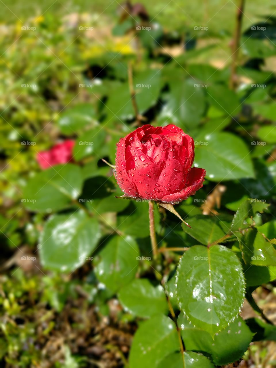 Freshly watered rose bloom