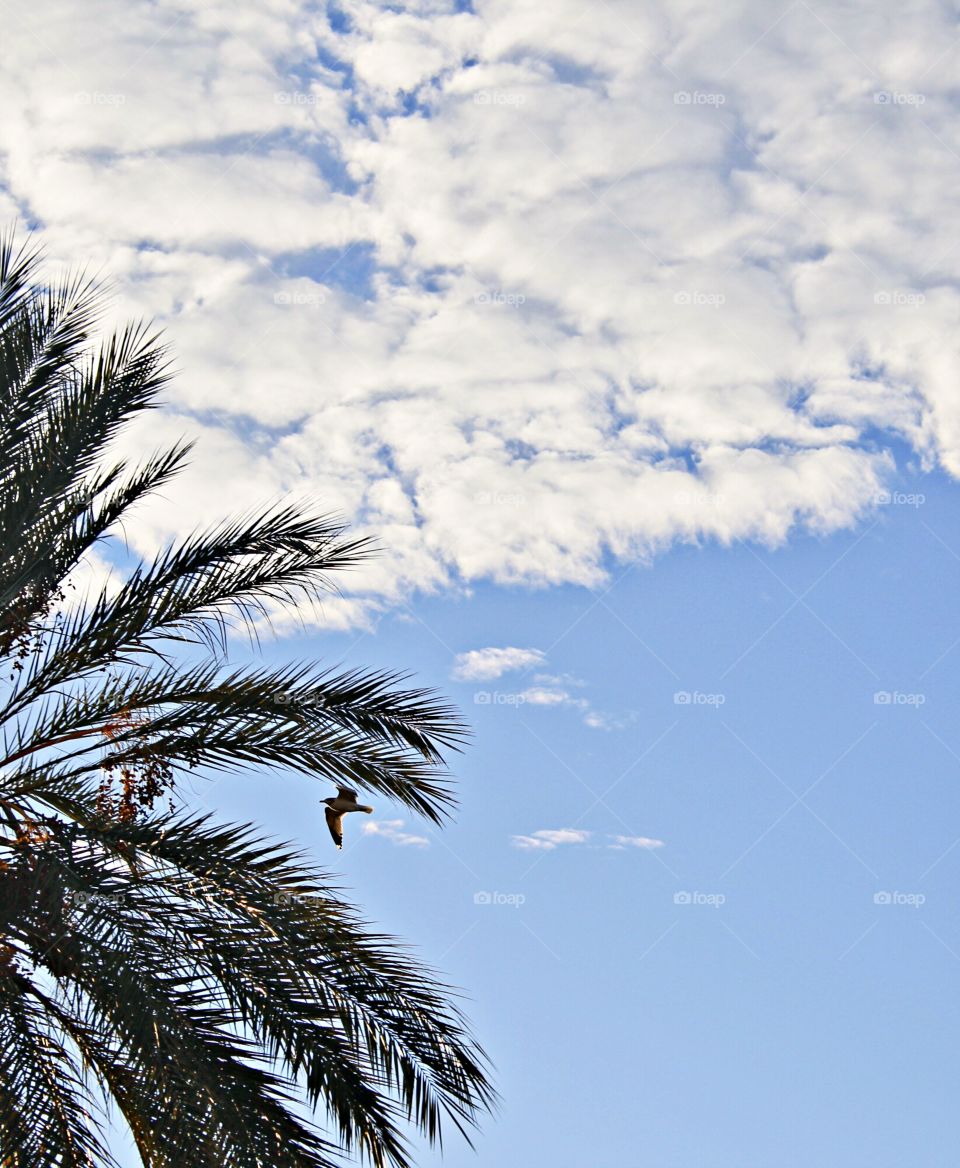 No Person, Sun, Sky, Tree, Nature