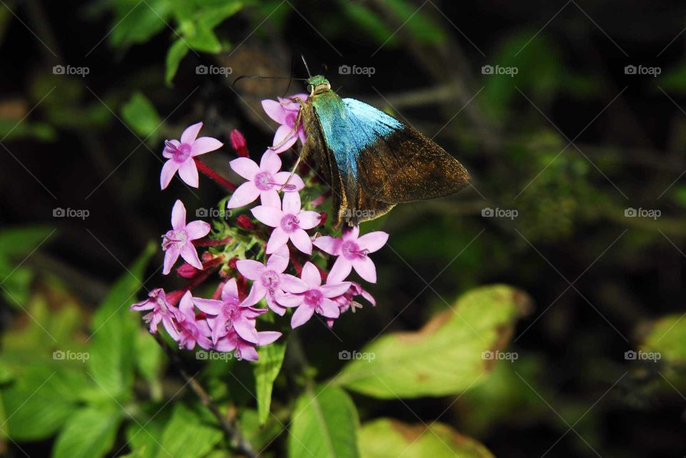 A lovely blue and Black moth on the pink flower