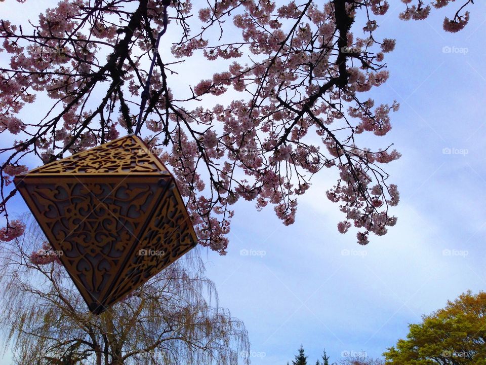 Cherry blossoms and the Lantern 