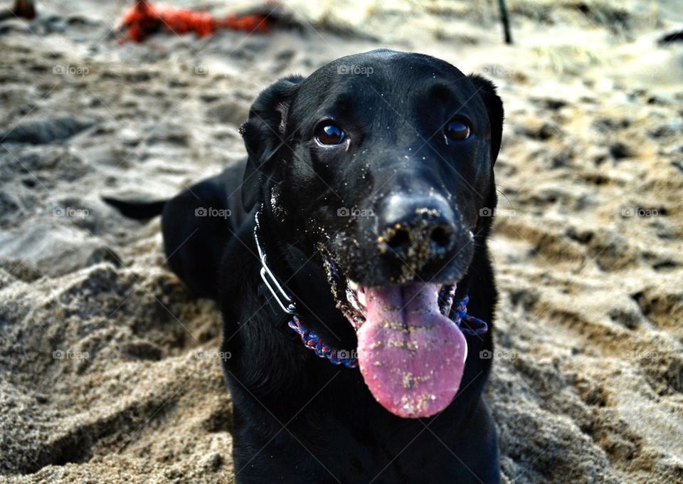 Beach buddy 1.