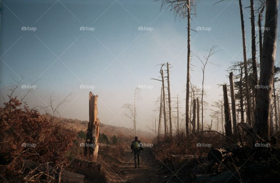 Landscape above the clouds with burn trees