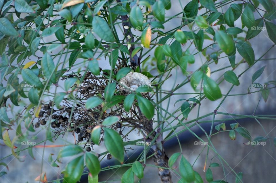 Hummingbird nest with egg