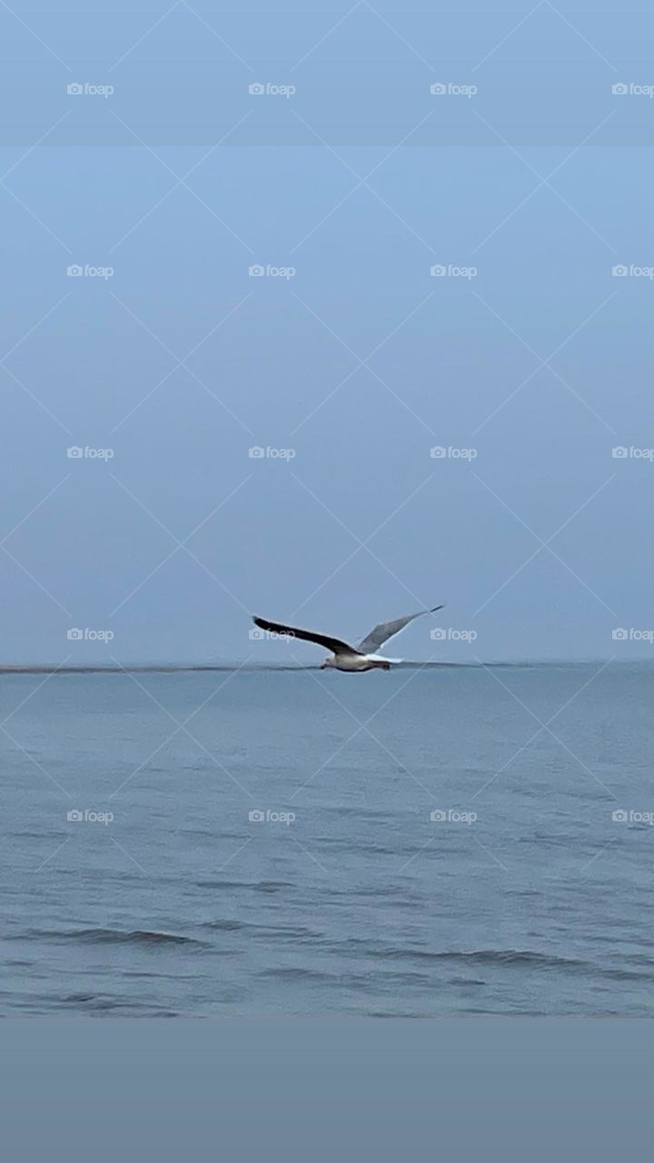 Seagull in flight 