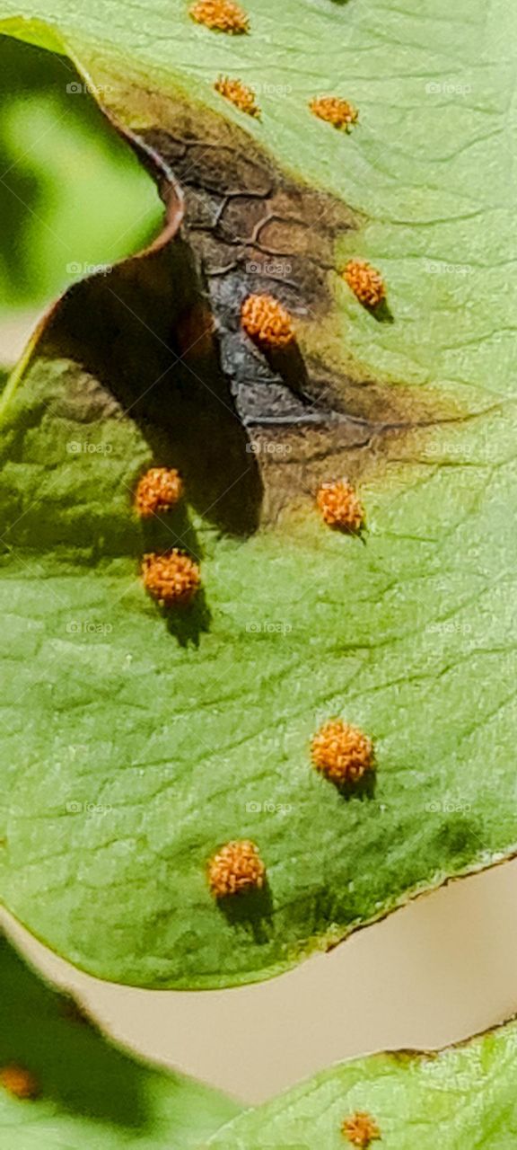 Spores on fern leaves.