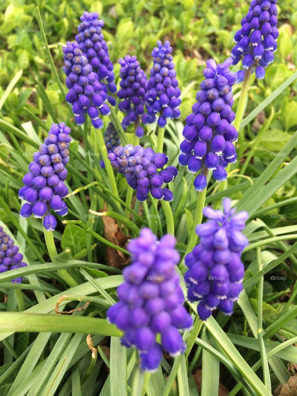 Grape hyacinth
