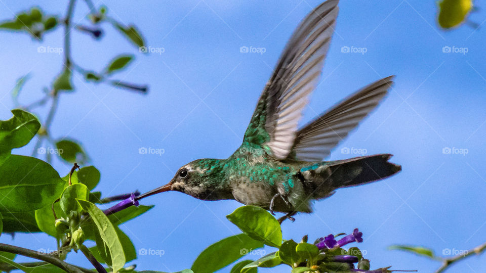 Hummingbird, birds