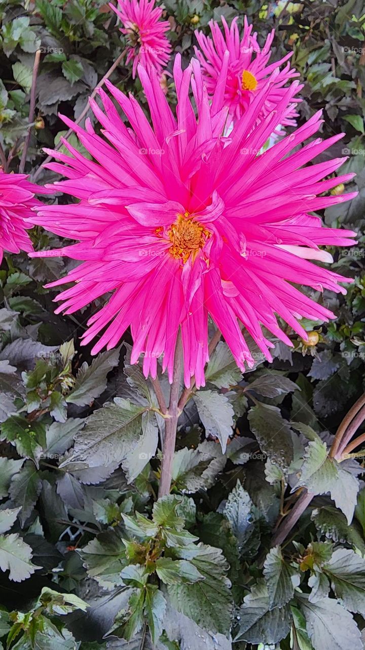 close up of vibrant pink Dahlia flower