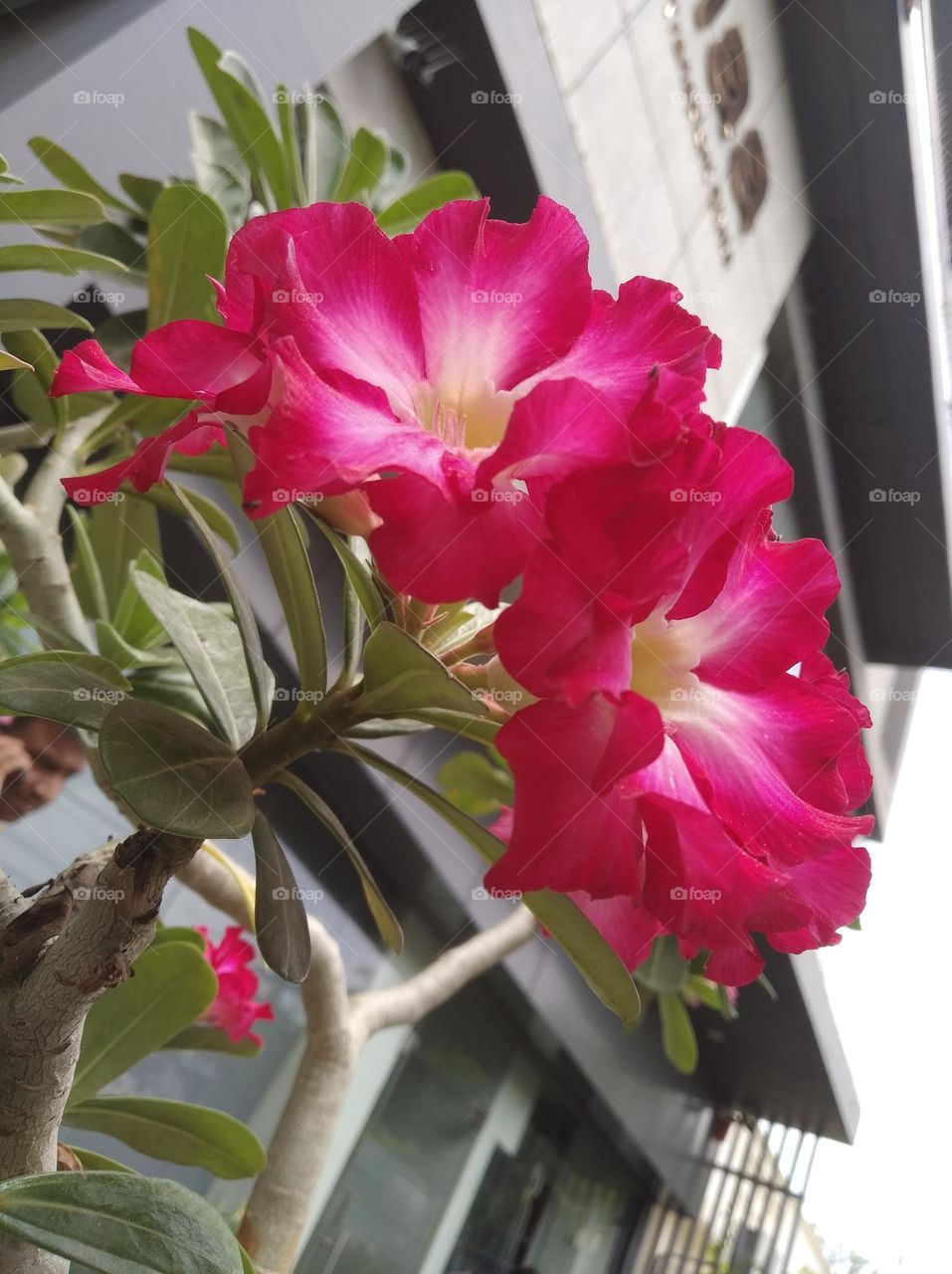 pink flower seasonal fresh shurb small size looks very beautiful generally found everywhere