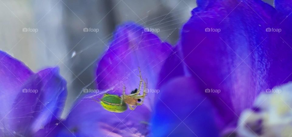 Spinne und Blume , coole Farben