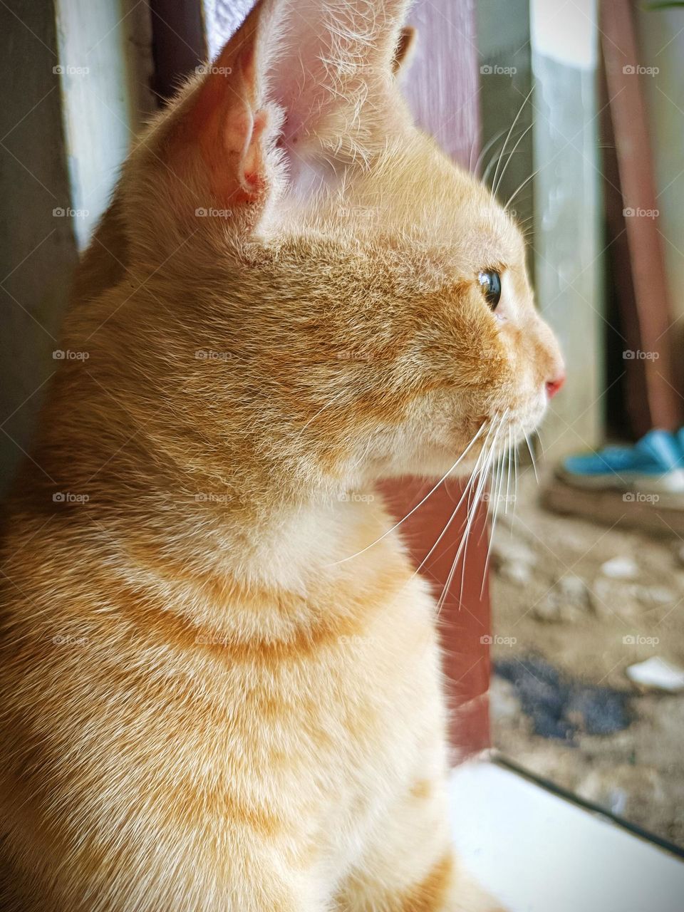 orange cat