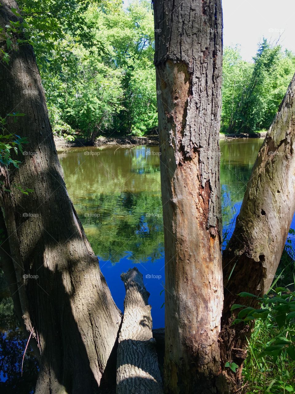 Tree by the river