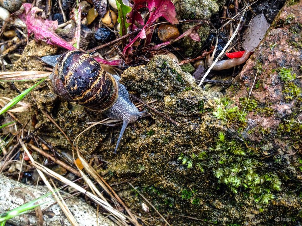 Snail