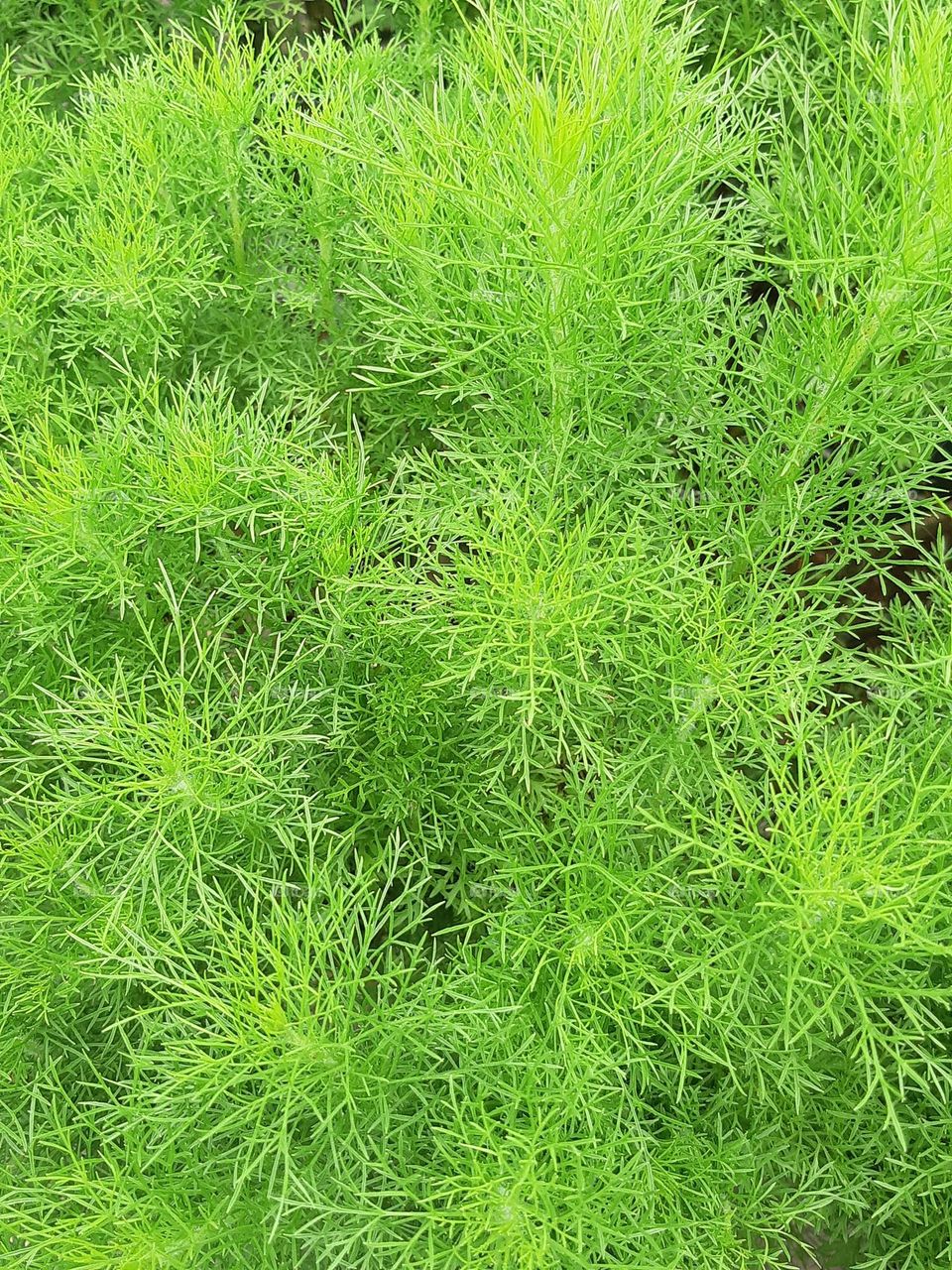 Close up beautiful green colour of Artemisia scoparia in the graden. Bright colour