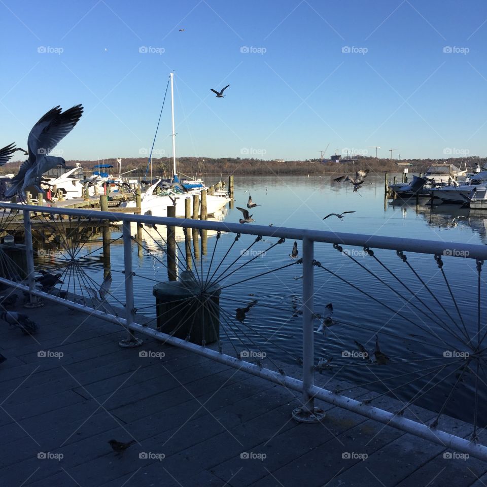 Seagulls & sailboats on a sunny day
