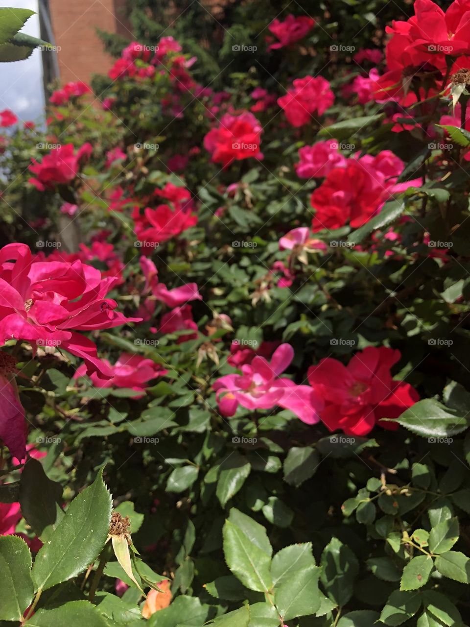 Blooming Rose bush in May 