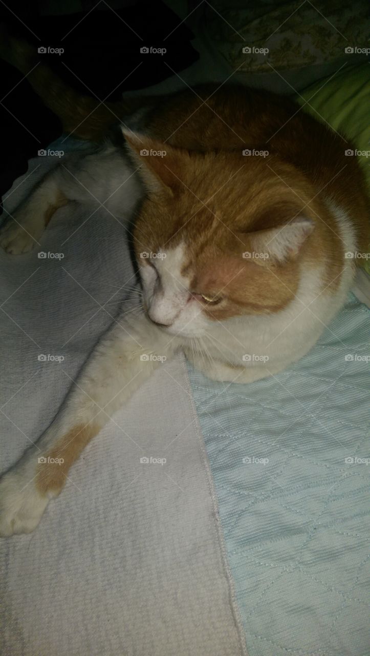 Mammal, Cat, One, Pet, No Person