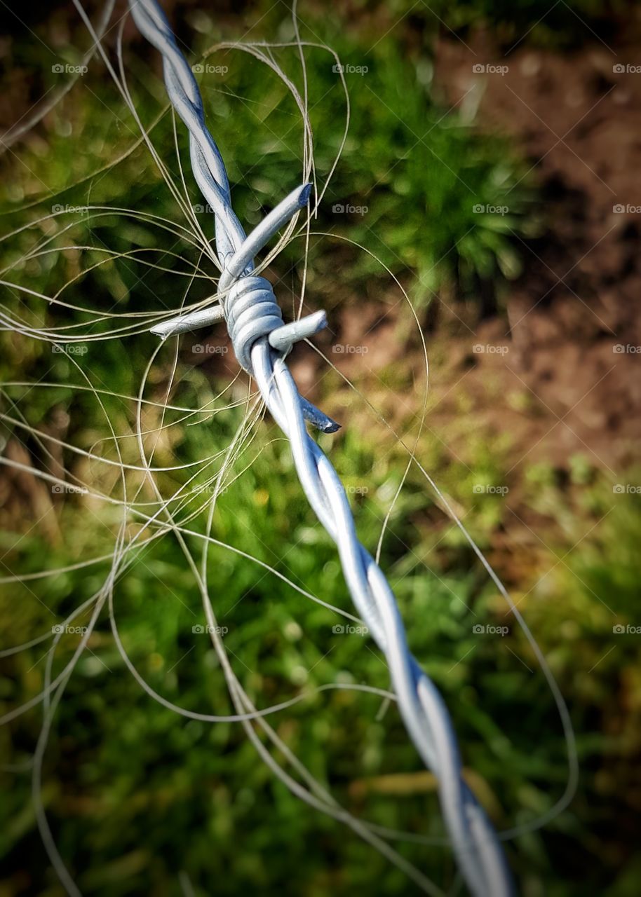 Animal hair on new barbed wire