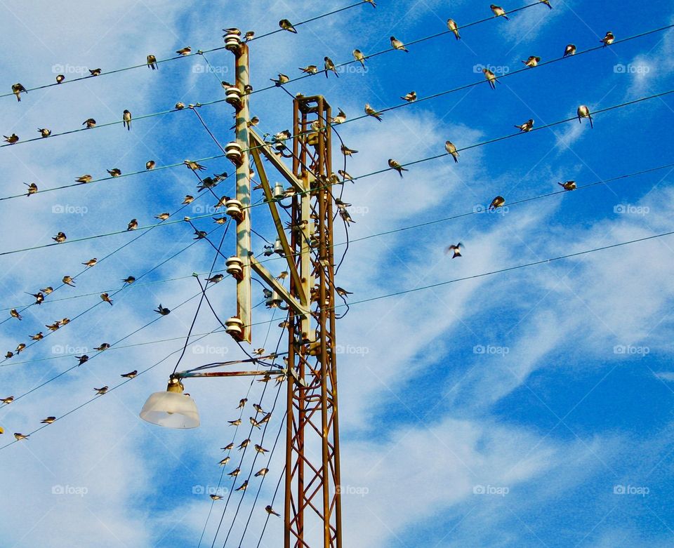 Swallows on power lines