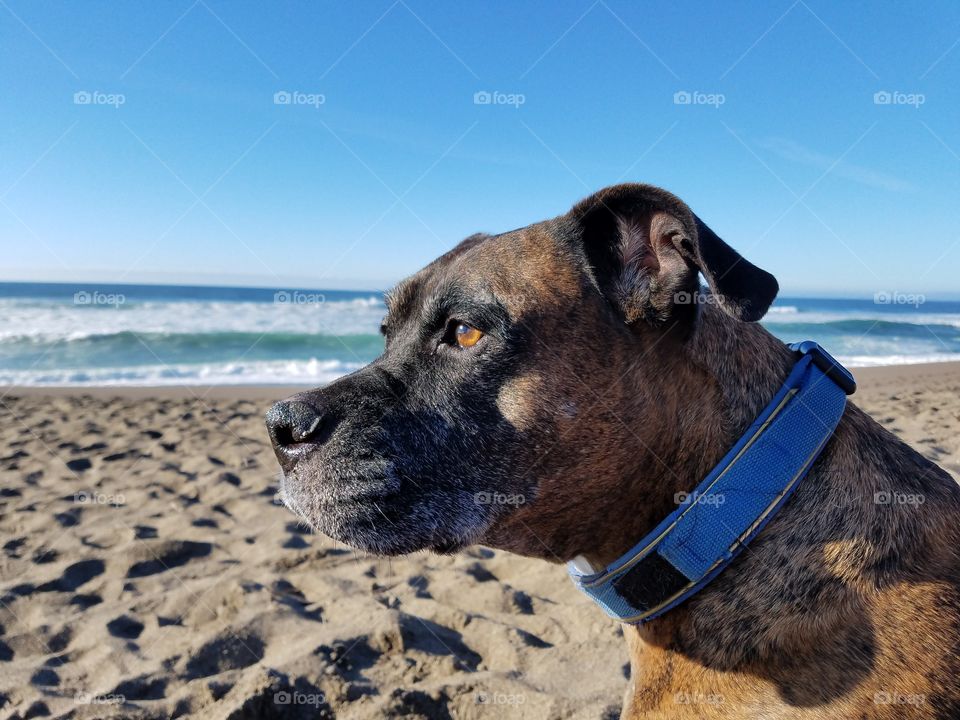 Thor, waiting for the sunset on the coast!