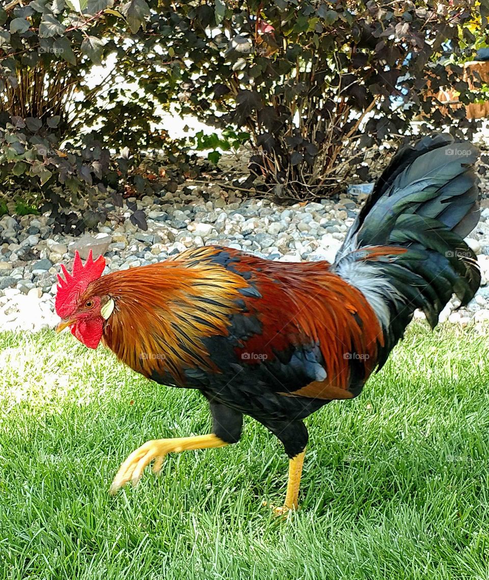 Rooster