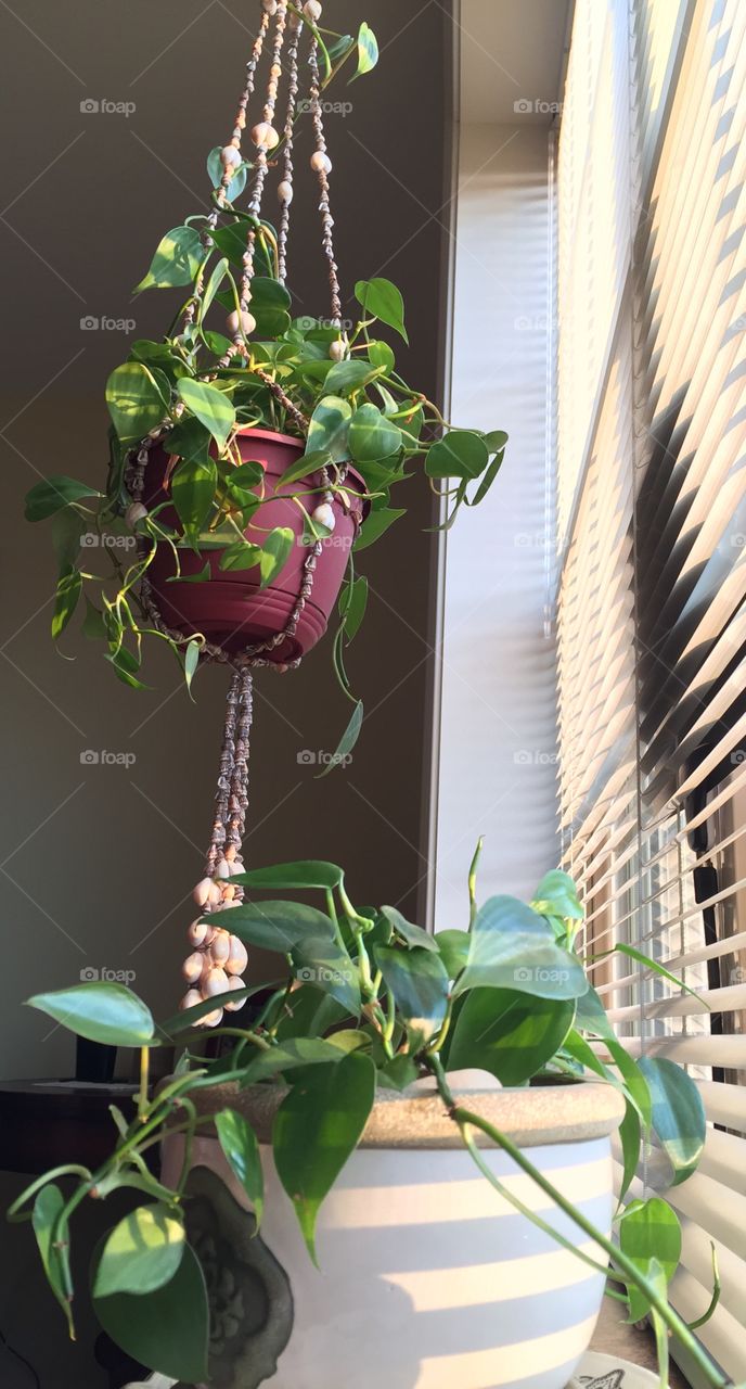 Golden pothos hanging plant 