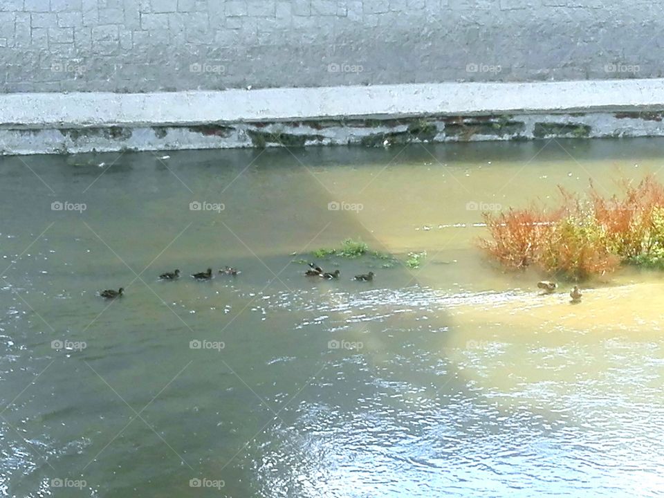 Patos en el Rio Manzanares